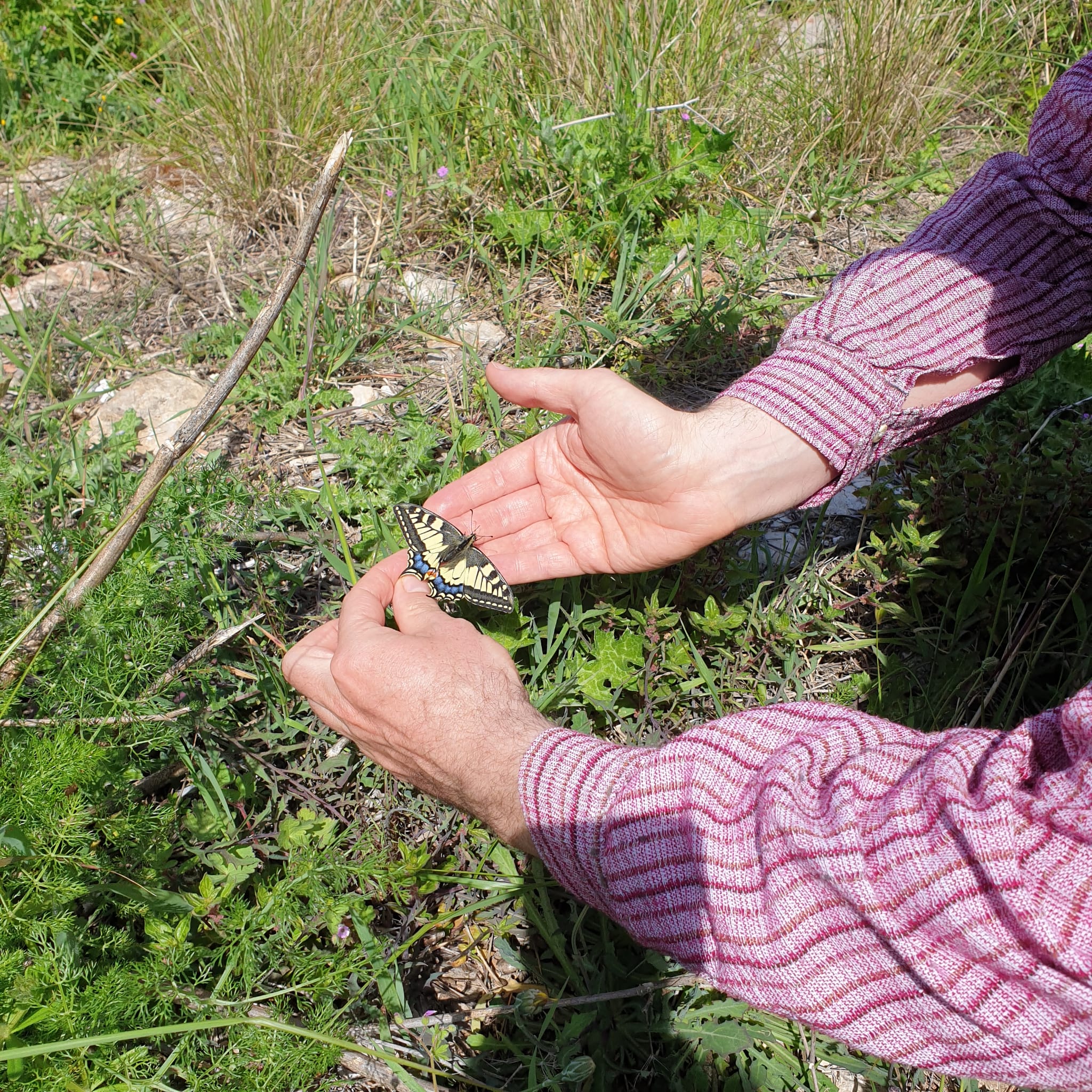 Einem Schmetterling helfen